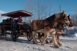 Horse sleigh ride